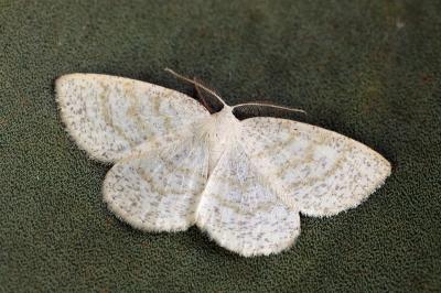 Cabera exanthemata