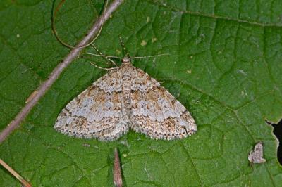 Mesotype didymata