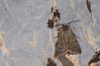 Euxoa decora simulatrix