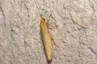 Indalia pygmaeola pallifrons