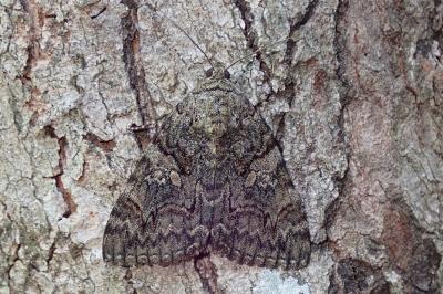 Catocala dilecta