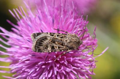 Chersotis ocellina pyrenaellina