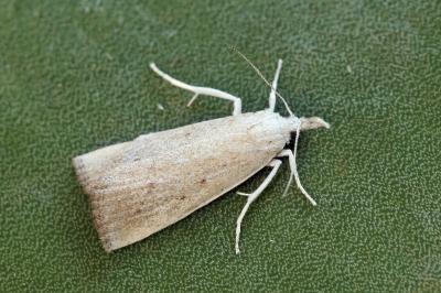 Calamotropha paludella