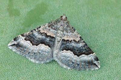 Scotopteryx coelinaria