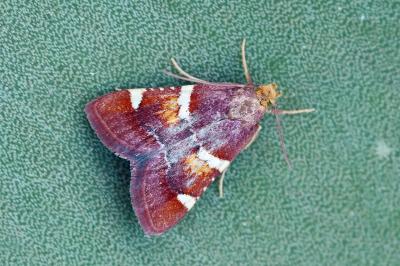 Pyralis sagarrai
