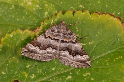 Scotopteryx coelinaria