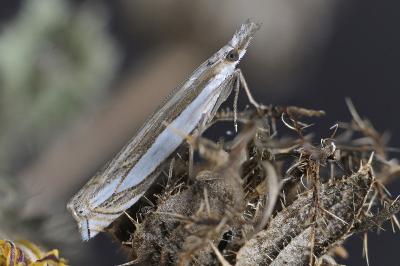 Crambus pascuella