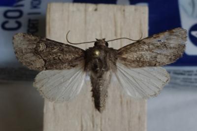 Luperina nickerlii