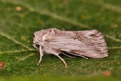 Calophasia platyptera