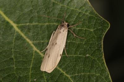 Pelosia muscerda
