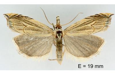 Metacrambus carectellus