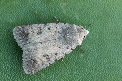 Caradrina clavipalpis