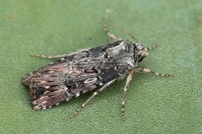 Agrotis catalaunensis