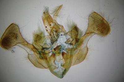 Mesapamea secalis