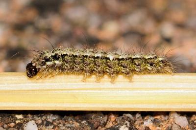 Katha depressa