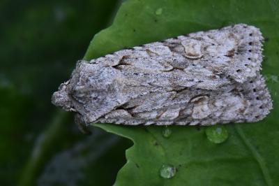 Lithophane ornitopus
