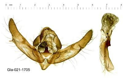 Xestia xanthographa