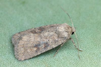 Caradrina morpheus