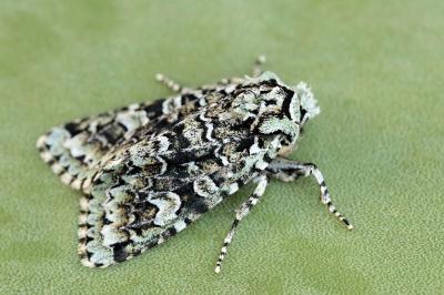 Griposia aprilina