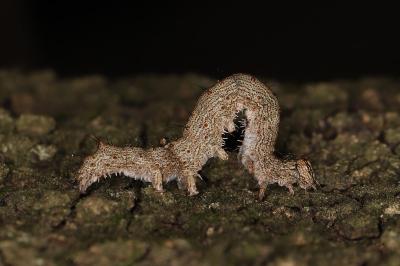 Catocala dilecta