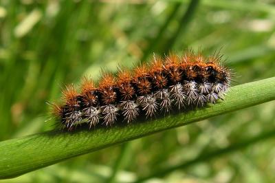 Spiris striata
