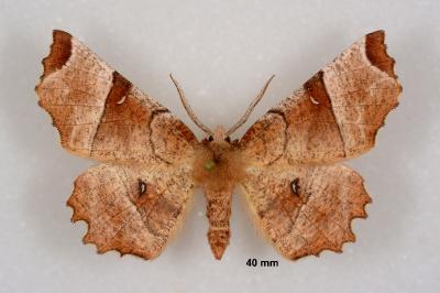 Selenia lunularia