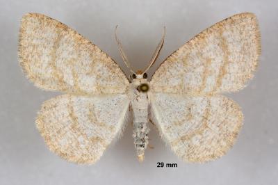 Cabera exanthemata