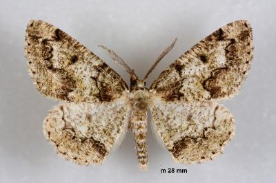 Cleorodes lichenaria