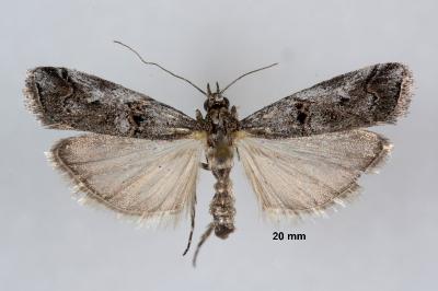 Pempelia palumbella