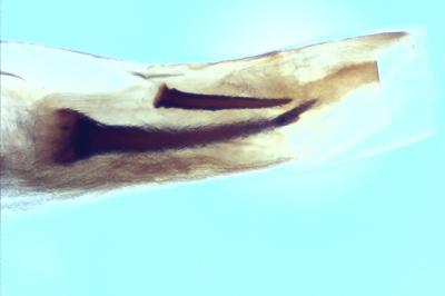 Cucullia umbratica