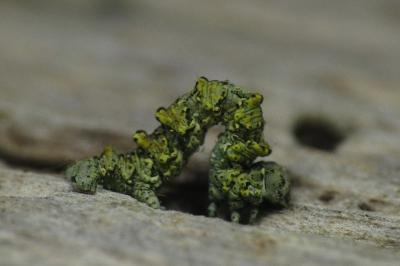 Cleorodes lichenaria