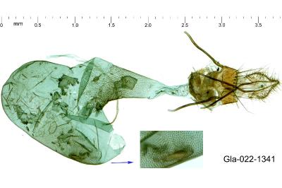 Acrobasis consociella