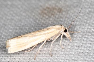 Agriphila paleatella