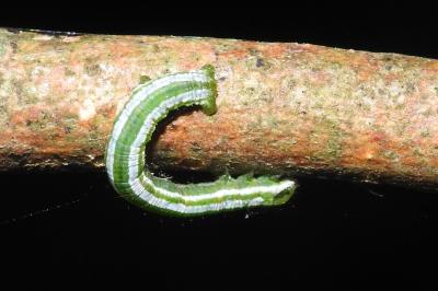 Pungeleria capreolaria