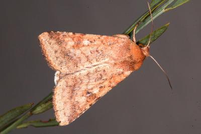 Helicoverpa armigera