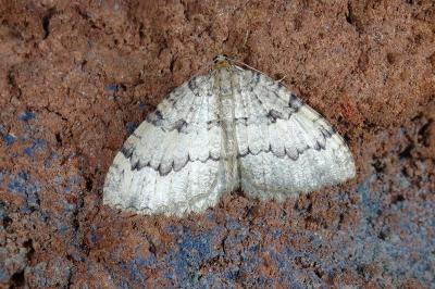 Triphosa tauteli