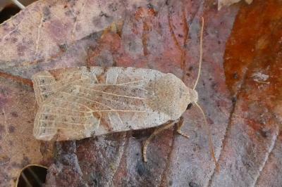 Conistra rubiginosa