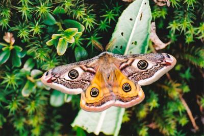 Saturnia pavonia
