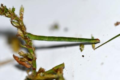 Rhodometra sacraria