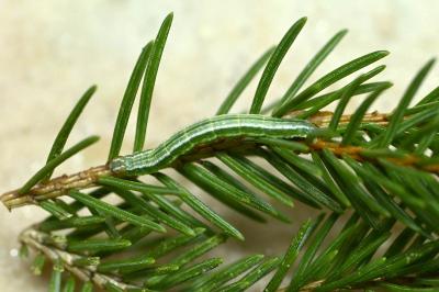 Macaria liturata