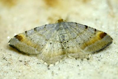 Macaria liturata