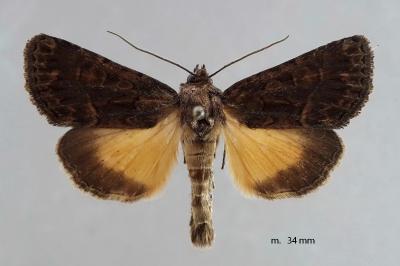 Thalpophila matura