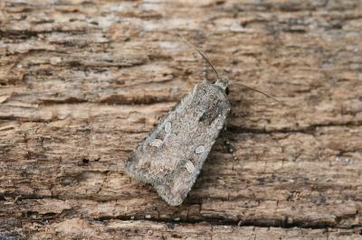 Euxoa nigrofusca
