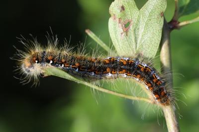 Trichiura crataegi