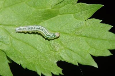Udea prunalis