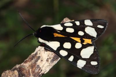 Arctia villica