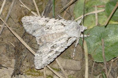 Lithophane ornitopus