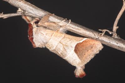 Clostera curtula