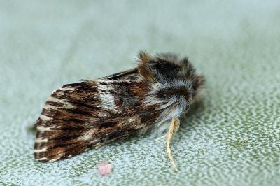 Omia cymbalariae