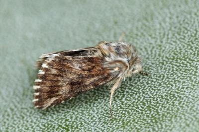 Omia cymbalariae
